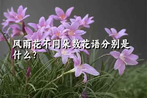 风雨花不同朵数花语分别是什么？