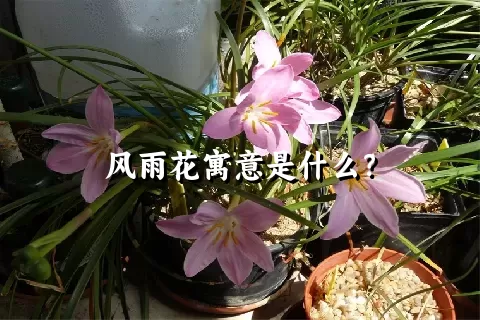 风雨花寓意是什么？