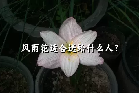 风雨花适合送给什么人？