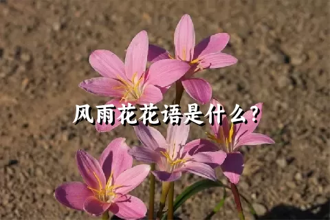 风雨花花语是什么？