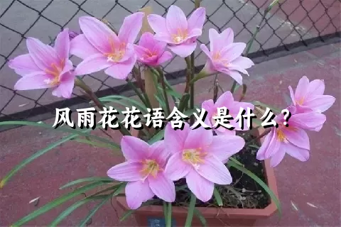 风雨花花语含义是什么？