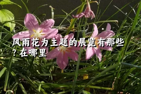 风雨花为主题的展览有那些？在哪里