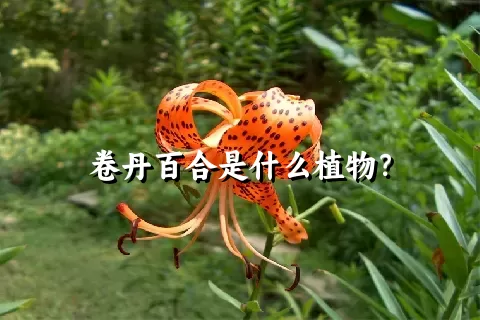 卷丹百合是什么植物？