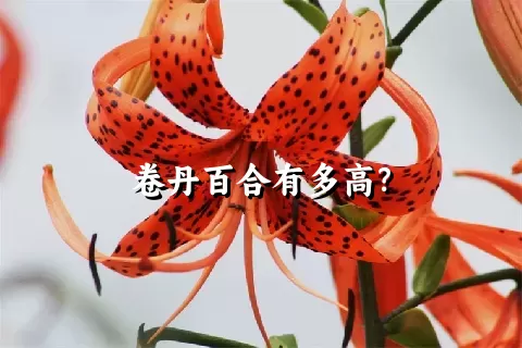 卷丹百合有多高？