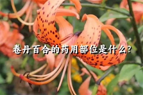 卷丹百合的药用部位是什么？