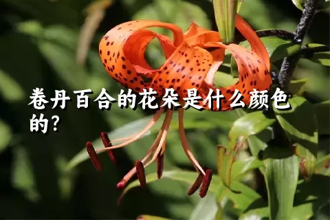 卷丹百合的花朵是什么颜色的？