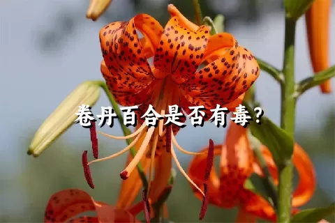 卷丹百合是否有毒？