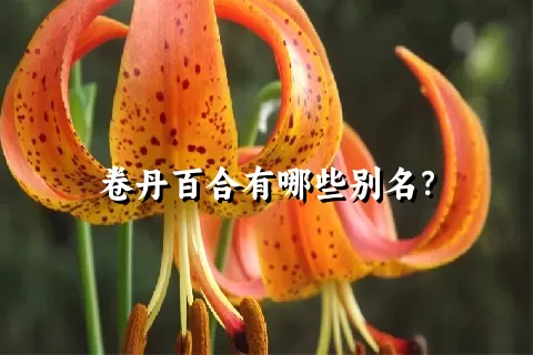 卷丹百合有哪些别名？