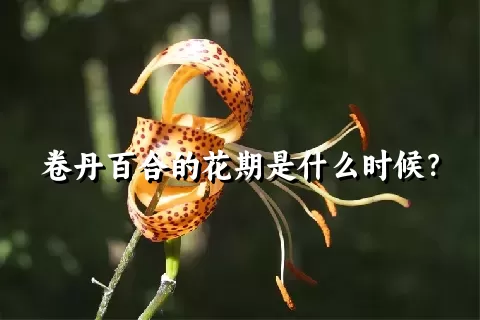 卷丹百合的花期是什么时候？