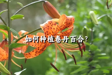 如何种植卷丹百合？