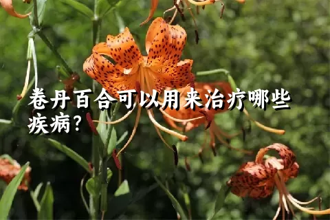 卷丹百合可以用来治疗哪些疾病？