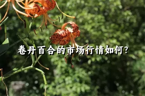 卷丹百合的市场行情如何？