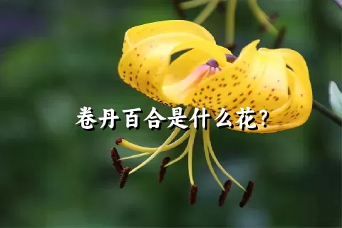 卷丹百合是什么花？