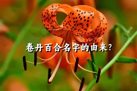 卷丹百合名字的由来？