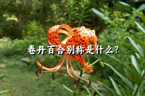 卷丹百合别称是什么？