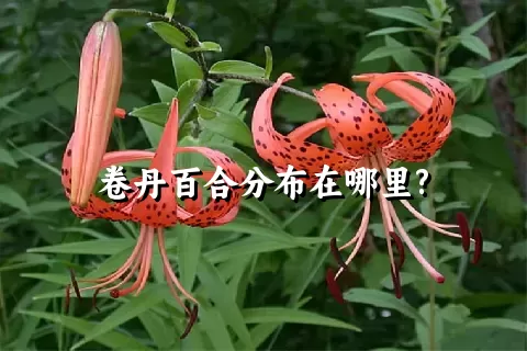 卷丹百合分布在哪里?