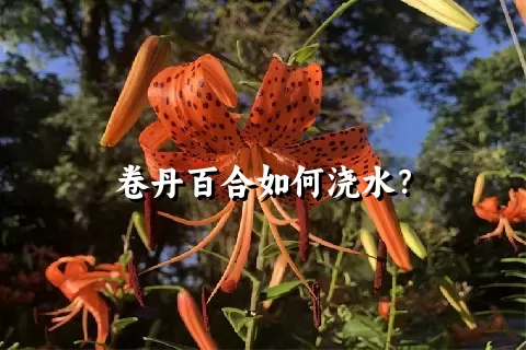 卷丹百合如何浇水？