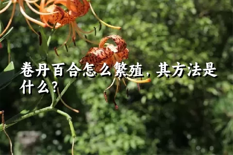 卷丹百合怎么繁殖，其方法是什么？