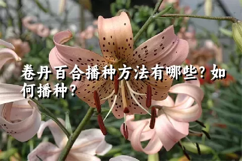 卷丹百合播种方法有哪些？如何播种？