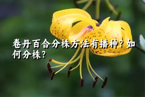 卷丹百合分株方法有播种？如何分株？