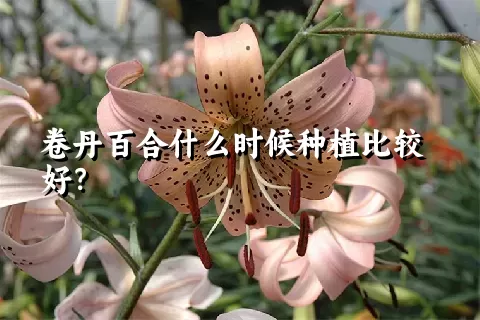 卷丹百合什么时候种植比较好？