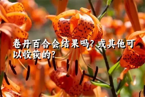 卷丹百合会结果吗？或其他可以收获的？