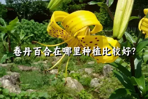 卷丹百合在哪里种植比较好？