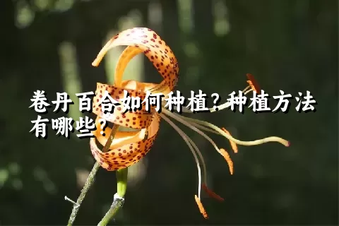 卷丹百合如何种植？种植方法有哪些？