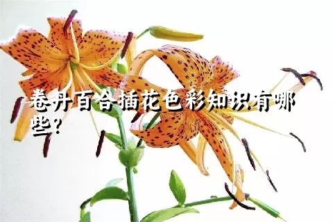 卷丹百合插花色彩知识有哪些？