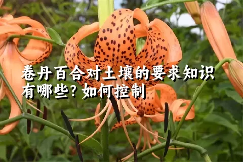 卷丹百合对土壤的要求知识有哪些？如何控制