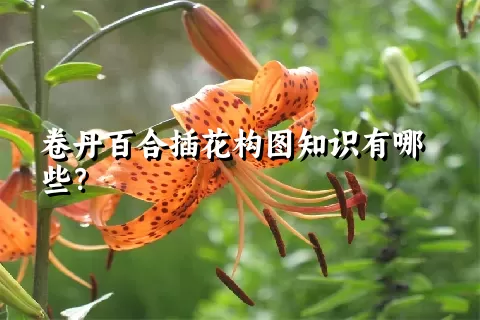 卷丹百合插花构图知识有哪些？