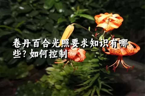 卷丹百合光照要求知识有哪些？如何控制