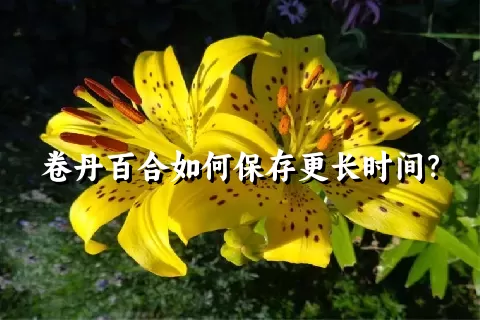 卷丹百合如何保存更长时间？