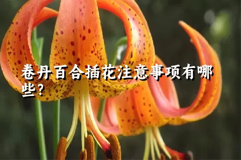 卷丹百合插花注意事项有哪些？