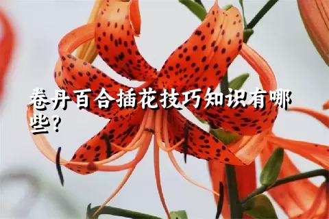 卷丹百合插花技巧知识有哪些？