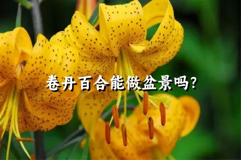 卷丹百合能做盆景吗？