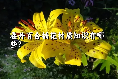 卷丹百合插花材质知识有哪些？