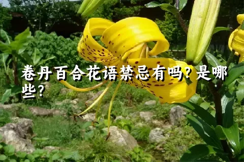 卷丹百合花语禁忌有吗？是哪些？