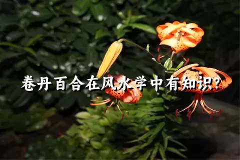 卷丹百合在风水学中有知识？