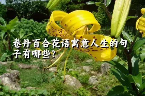 卷丹百合花语寓意人生的句子有哪些？