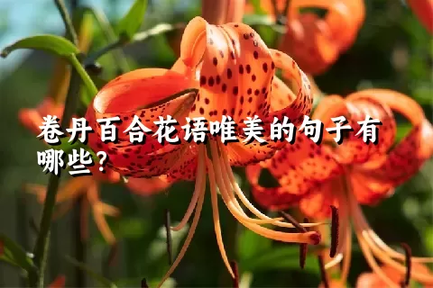 卷丹百合花语唯美的句子有哪些？