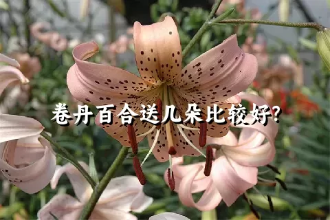 卷丹百合送几朵比较好？