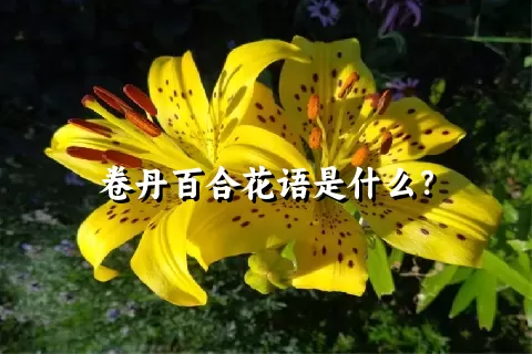 卷丹百合花语是什么？