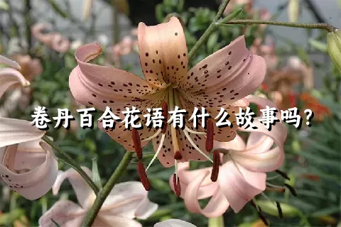 卷丹百合花语有什么故事吗？