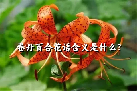 卷丹百合花语含义是什么？