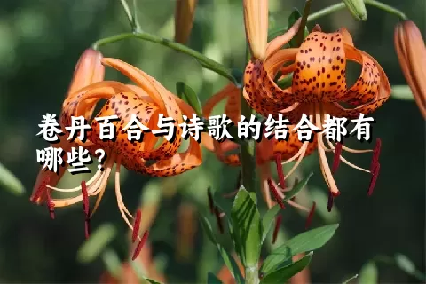 卷丹百合与诗歌的结合都有哪些？