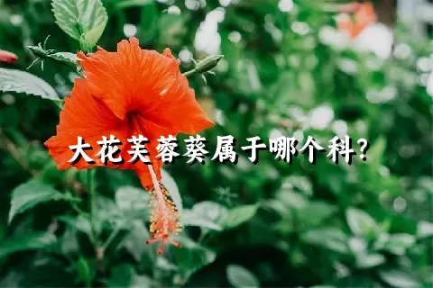 大花芙蓉葵属于哪个科？