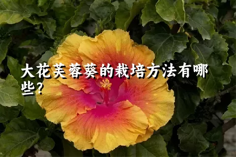 大花芙蓉葵的栽培方法有哪些？