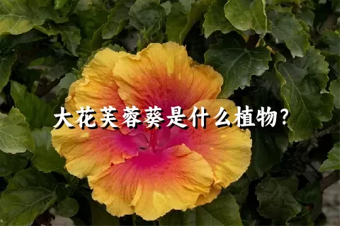 大花芙蓉葵是什么植物？