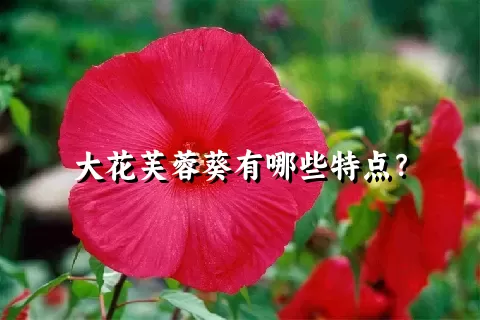 大花芙蓉葵有哪些特点？